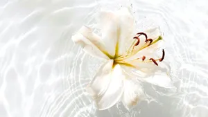 Death & dying group purification