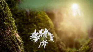 You have everything you need from the beginning